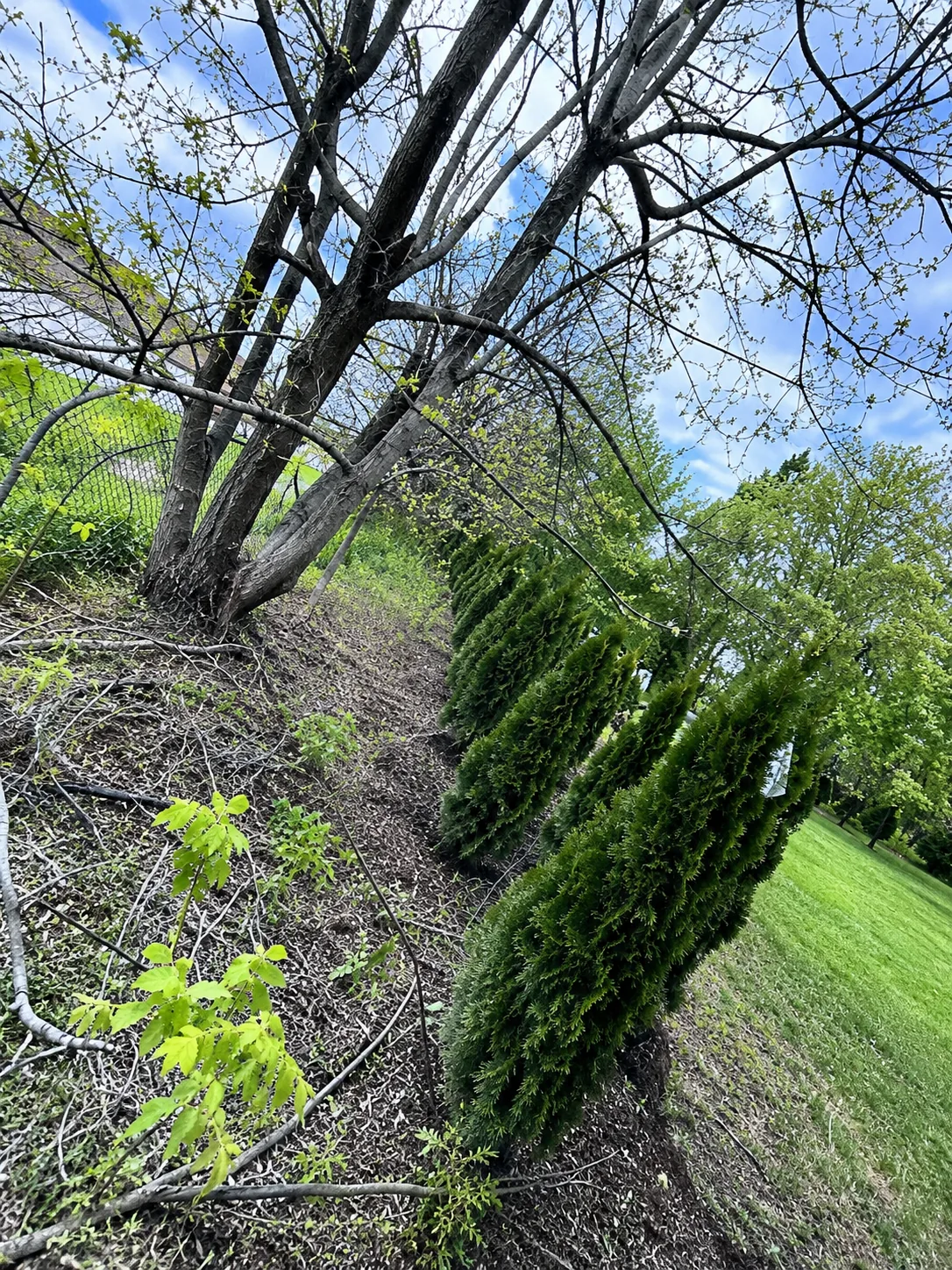Maintained evergreen border and tree line beside a green lawn