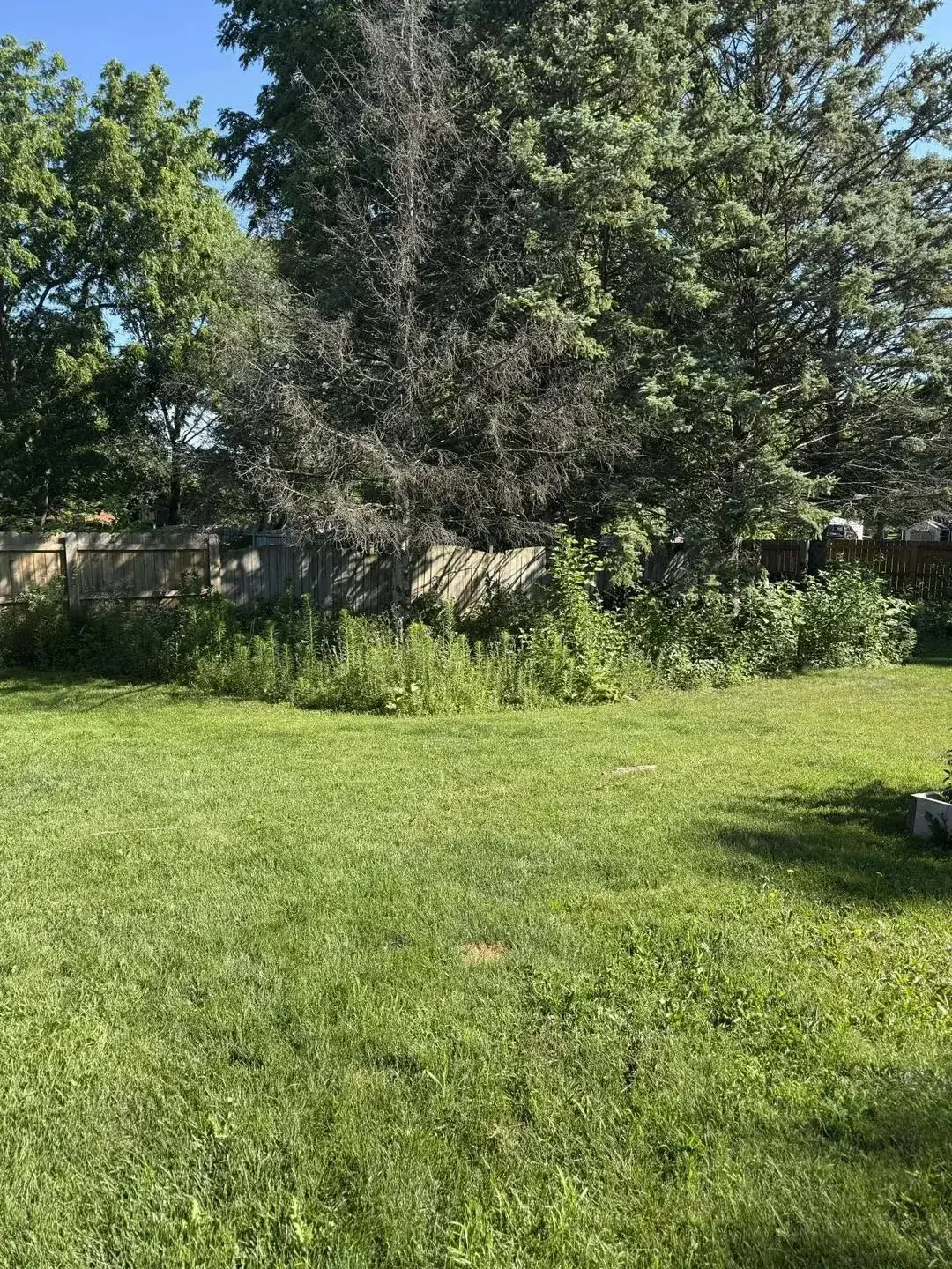 Backyard before cleanup with overgrowth beneath mature trees