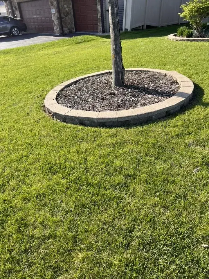 Tree ring before fresh mulch and finishing work