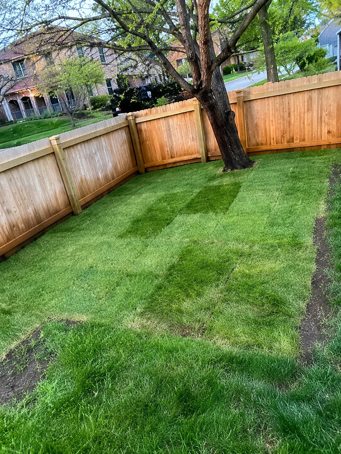 Freshly installed green lawn with visible sod sections inside a fenced backyard